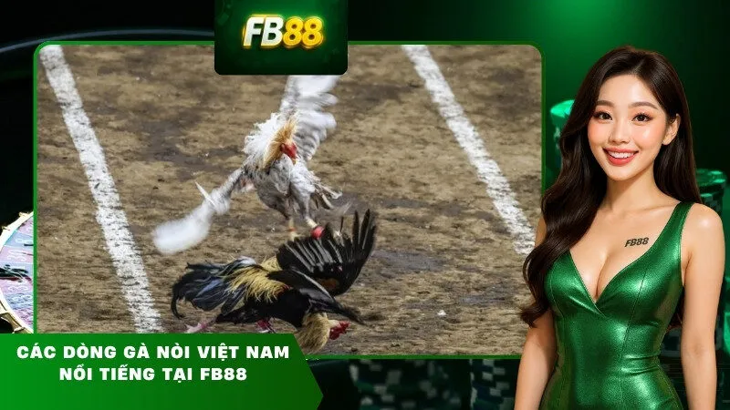 Các dòng gà nòi Việt Nam nổi tiếng tại FB88