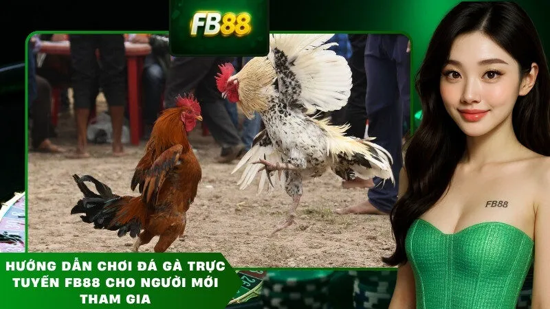 Hướng dẫn chơi đá gà trực tuyến FB88 cho người mới tham gia